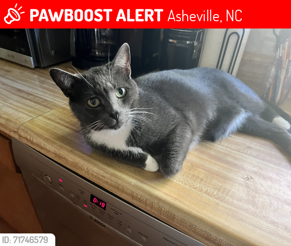 Lost Male Cat last seen New Haw Creek Rd., Asheville, NC 28805