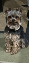 Lost Male Dog last seen Near north 960 east, Lehi, UT 84043