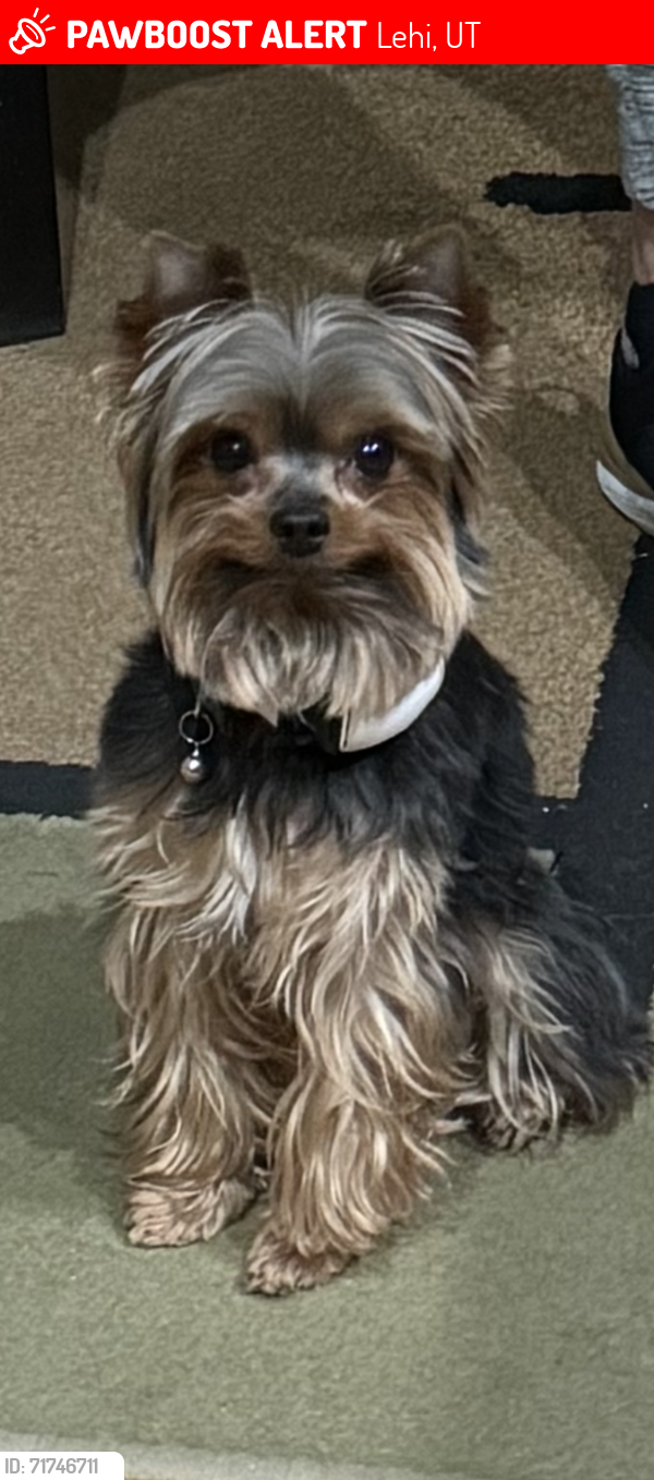 Lost Male Dog last seen Near north 960 east, Lehi, UT 84043