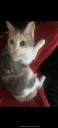 Lost Female Cat last seen By Felicita Park, Escondido, CA 92029