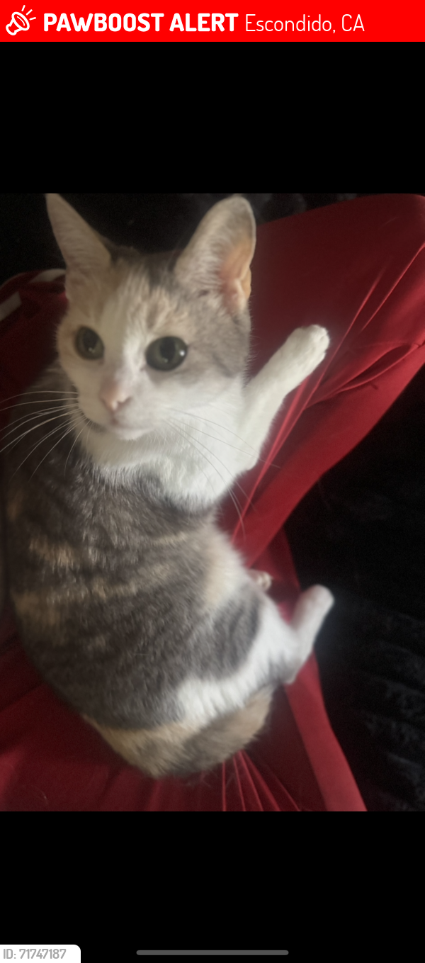 Lost Female Cat last seen By Felicita Park, Escondido, CA 92029