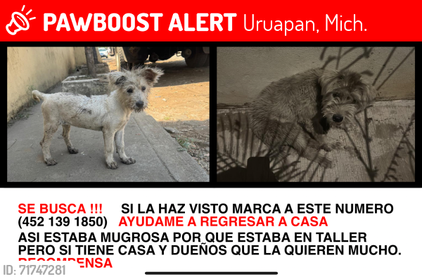 Lost Female Dog last seen Rio bravo 13 la Pinera , Uruapan, Mich. 60190