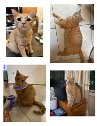 Lost Female Cat last seen the grass area between Noble Grove Ln and Autumnglow Ct, Falcon Ranch, TX 77494