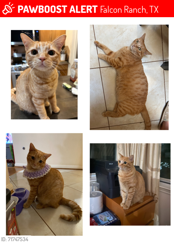Lost Female Cat last seen the grass area between Noble Grove Ln and Autumnglow Ct, Falcon Ranch, TX 77494