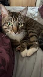 Lost Female Cat last seen Ballinderry road, , Northern Ireland BT28