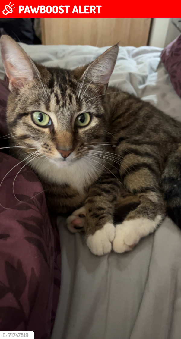 Lost Female Cat last seen Ballinderry road, , Northern Ireland BT28