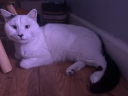 Lost Male Cat last seen Neighborhood near Brookshire’s 155, Flint, TX 75762