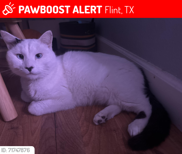 Lost Male Cat last seen Neighborhood near Brookshire’s 155, Flint, TX 75762
