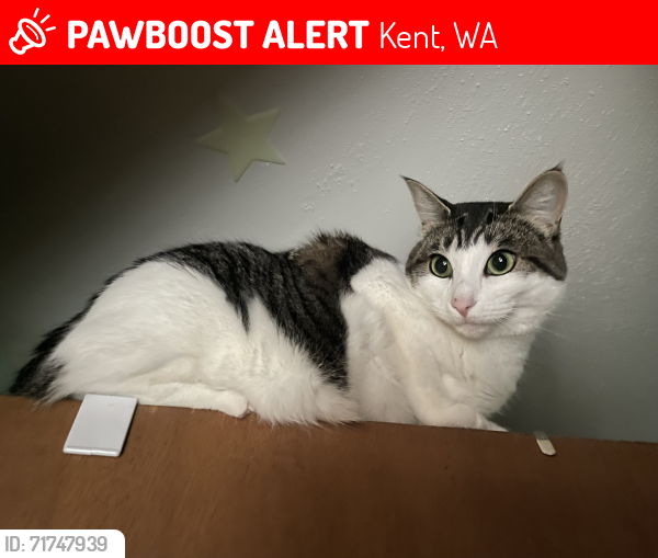 Lost Female Cat last seen E. Walnut St. & Stoneburner, Kent, WA 98030