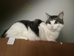 Lost Female Cat last seen E. Walnut St. & Stoneburner, Kent, WA 98030
