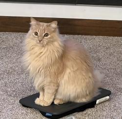Lost Male Cat last seen Hwy 2 & 17th St NE, Grand Forks, ND 58203