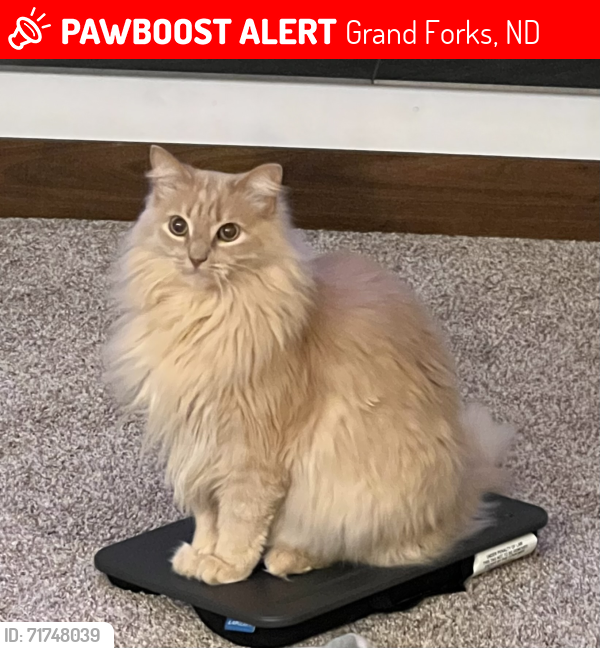 Lost Male Cat last seen Hwy 2 & 17th St NE, Grand Forks, ND 58203