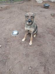 Lost Female Dog last seen Ballantree lane grass valley 95949, Grass Valley, CA 95949