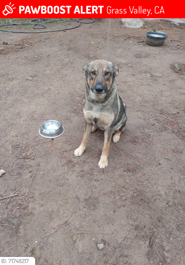Lost Female Dog last seen Ballantree lane grass valley 95949, Grass Valley, CA 95949