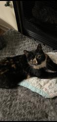 Lost Female Cat last seen W Center St, Fayetteville AR 72702, Fayetteville, AR 72701