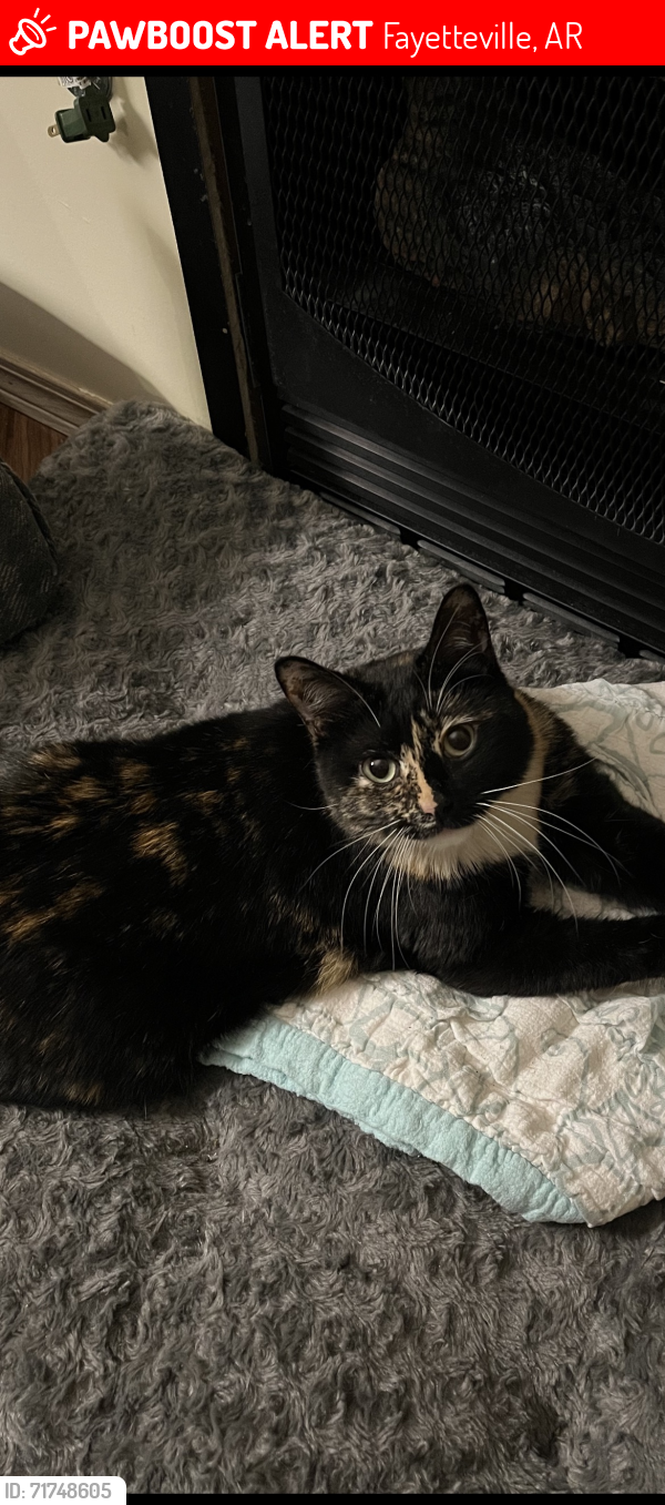 Lost Female Cat last seen W Center St, Fayetteville AR 72702, Fayetteville, AR 72701