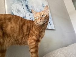 Lost Male Cat last seen Woodcreek and Blue Oaks, Roseville, CA 95747