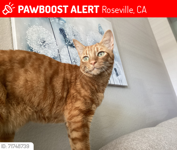 Lost Male Cat last seen Woodcreek and Blue Oaks, Roseville, CA 95747