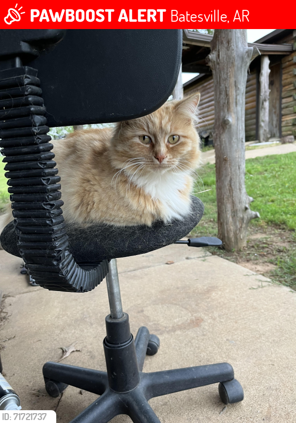 Lost Female Cat last seen Near lacy ln, Batesville, AR 72501