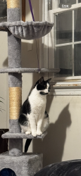 Lost Female Cat last seen Near Burleigh dr, Ithaca, NY 14850