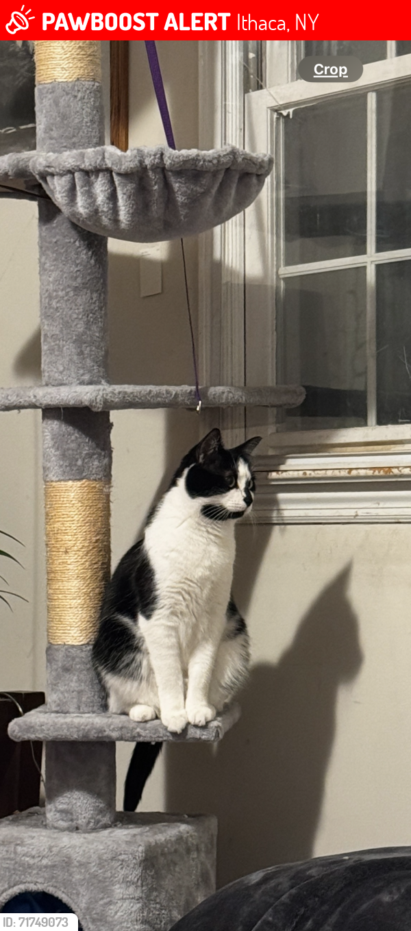 Lost Female Cat last seen Near Burleigh dr, Ithaca, NY 14850