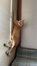 Lost Female Cat last seen Venice & East Blvd, Los Angeles, CA 90066