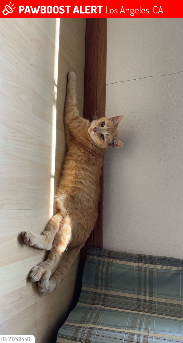 Lost Female Cat last seen Venice & East Blvd, Los Angeles, CA 90066