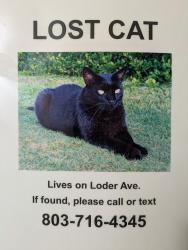 Lost Male Cat last seen Loder Ave, Myrtle Grove, NC 28409