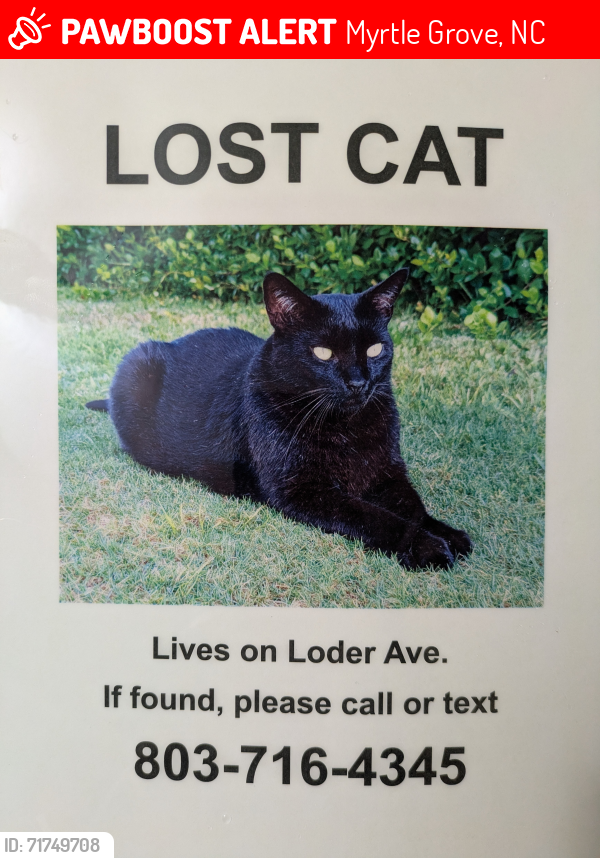 Lost Male Cat last seen Loder Ave, Myrtle Grove, NC 28409