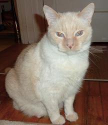Lost Male Cat last seen Davis Lock Road on Sand Lake, between Murray Rd & Walnut Point Rd, Elgin, ON, Rideau Lakes, ON K0G 1E0
