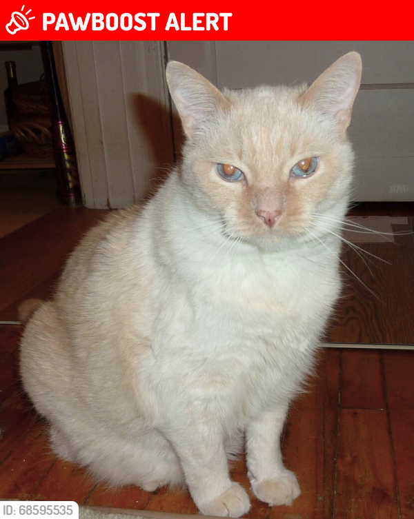 Lost Male Cat last seen Davis Lock Road on Sand Lake, between Murray Rd & Walnut Point Rd, Elgin, ON, Rideau Lakes, ON K0G 1E0