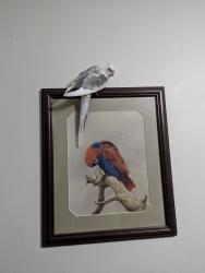 Lost Male Bird last seen Davidson Street, Chullora , Greenacre, NSW 2190