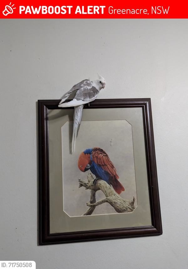 Lost Male Bird last seen Davidson Street, Chullora , Greenacre, NSW 2190