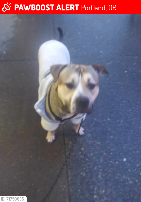 Lost Male Dog last seen Ne grand Ave Portland or 97232, Portland, OR 97207