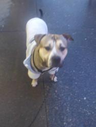 Lost Male Dog last seen Ne grand Ave Portland or 97232, Portland, OR 97207