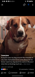 Lost Male Dog last seen Near sumter street Greenville SC , Greenville, SC 29617