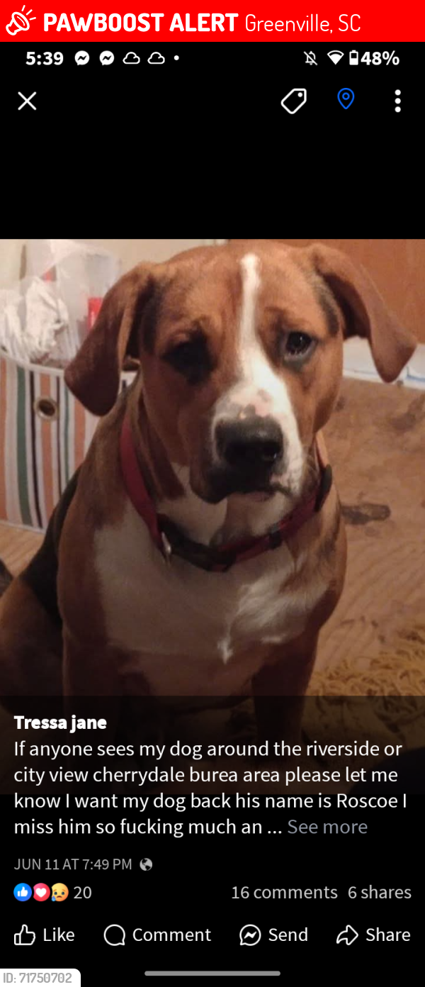 Lost Male Dog last seen Near sumter street Greenville SC , Greenville, SC 29617