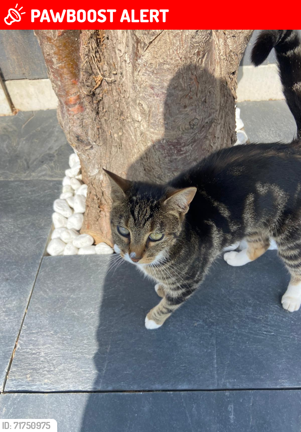 Lost Female Cat last seen SHORNCLIFFE ROAD CV6 1GS, West Midlands, England CV6
