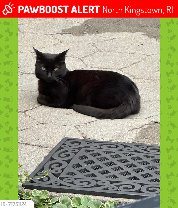 Lost Male Cat last seen King's Crossing Gold Club Caddy Rock Road, North Kingstown, RI 02852