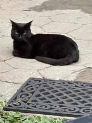 Lost Male Cat last seen King's Crossing Gold Club Caddy Rock Road, North Kingstown, RI 02852