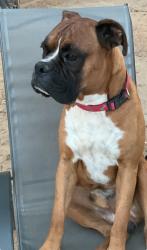 Lost Male Dog last seen E Berry St, Fort Worth, TX 76119