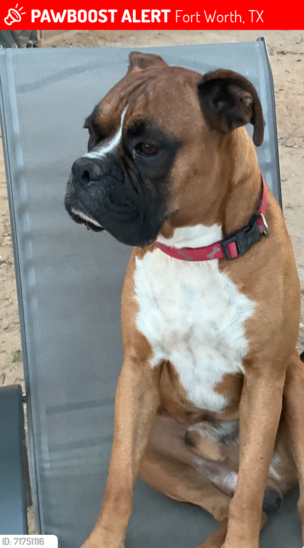 Lost Male Dog last seen E Berry St, Fort Worth, TX 76119