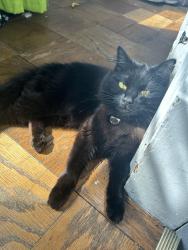 Lost Female Cat last seen Fulton, Cleveland, OH 44109