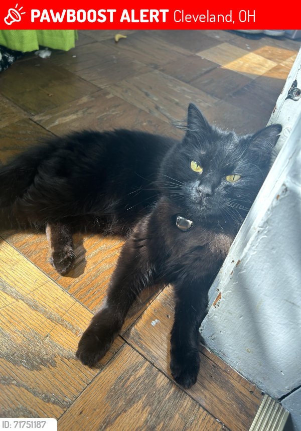 Lost Female Cat last seen Fulton, Cleveland, OH 44109