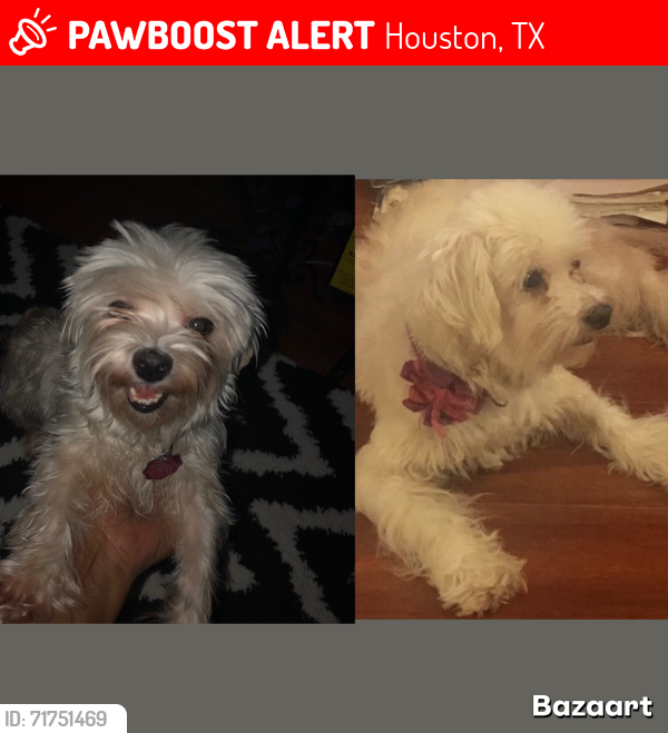 Lost Female Dog last seen Townpark between Ranchester and South Gessner , Houston, TX 77036