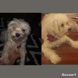Lost Female Dog last seen Townpark between Ranchester and South Gessner , Houston, TX 77036