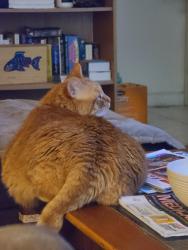 Lost Male Cat last seen Coner of Mitc and Anderson, Chicopee, MA 01022
