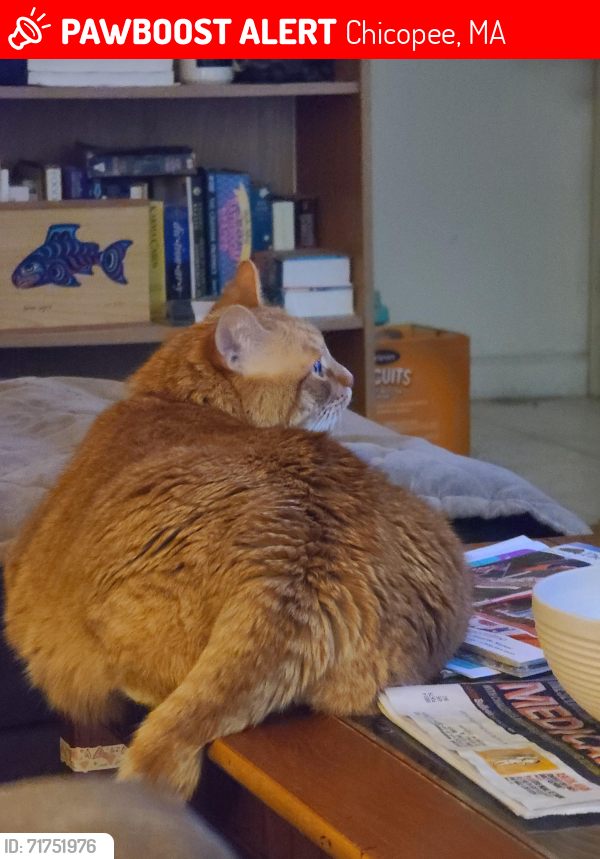 Lost Male Cat last seen Coner of Mitc and Anderson, Chicopee, MA 01022