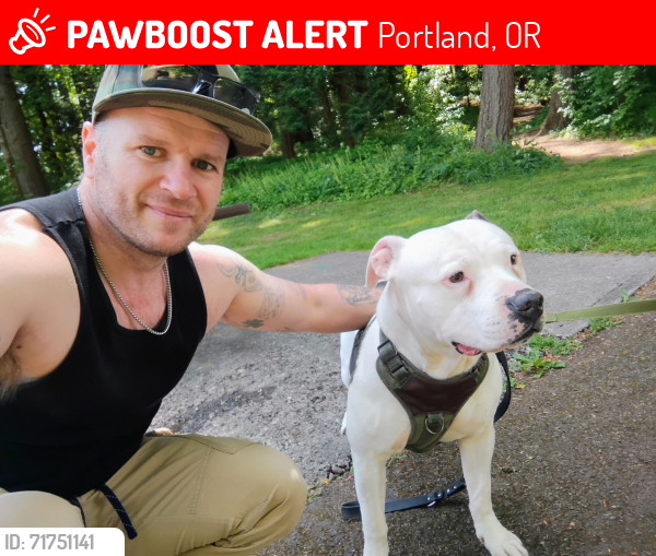 Lost Male Dog last seen McDonald's and Wendy's Fastfood, Portland, OR 97207