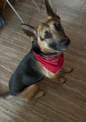 Lost Male Dog last seen Got out on Broadway and Sixty; last seen on Southern Ave and Gilbert Rd, Mesa, AZ 85201